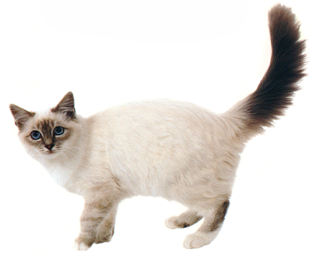 File:Kassitõud_birma kass.png